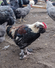 Rooster in domestic an incubator