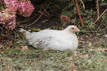 Domestic chicken sits on a grass