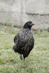 Domestic chicken is on a grass