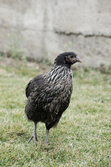 Domestic chicken is on a grass