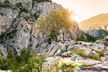 Sunny blooming rocks nature landscape, Dinara mountains, Croatia