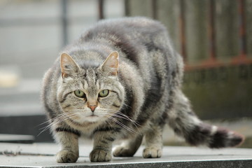 猫