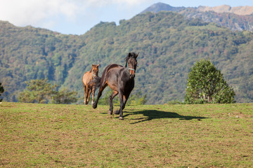 Fototapeta na wymiar Free horses in the meadow