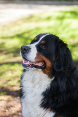 Bernese Shepherd in the nature, portrait