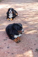 Bernese Shepherd in the nature, portrait