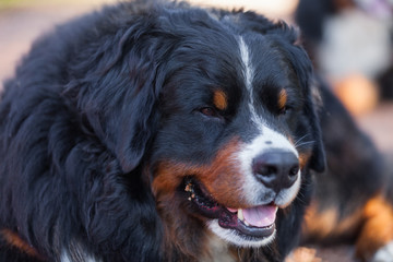 Bernese Shepherd in the nature, portrait