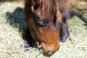 Portrait of pony out of the stable in the fence