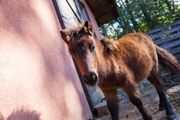 Portrait of pony out of the stable in the fence