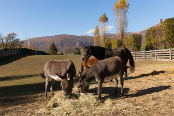 Animals in the enclosure of the farm, sunny day