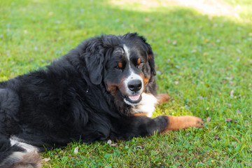 Bernese dog in the nature, green lawn
