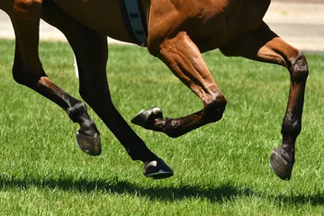 Deurstickers Horse racing action © quentinjlang