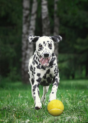 Dalmatian dog catching a tennis ball