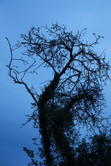 Gnarled bent deciduous tree with a creeper