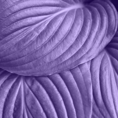 Fototapeta na wymiar The leaves of Hosta in ultraviolet color.
