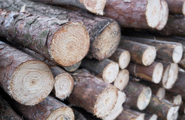 Stacked timber log in the forest, close up. 