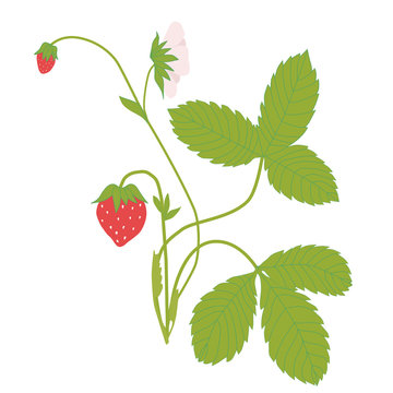 Fraisier