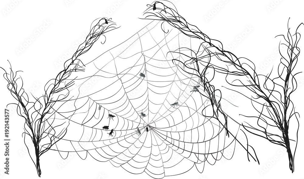 Canvas Prints small insects in spider web between dry grass isolated on white