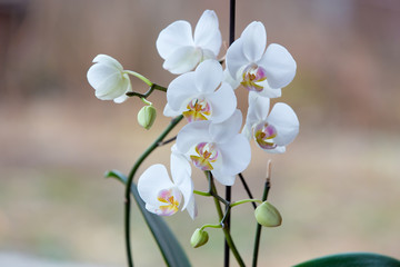 Beautiful Orchid blooms in the spring garden 