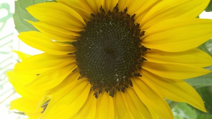 Obraz premium sunflower