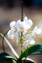 Beautiful Orchid blooms in the spring garden 