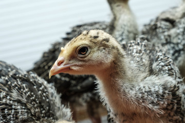 domestic nestling of a turkey