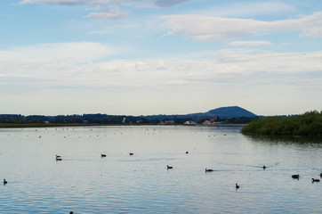Waterbirds on Lake Wendouree in Ballarat in western Victoria