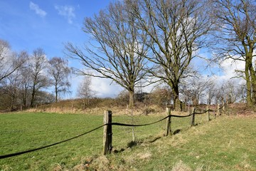 Fototapeta premium Niederrhein,Weide,Winter