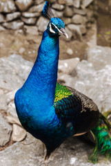 Fototapeta premium Peacock showing his beautiful neck