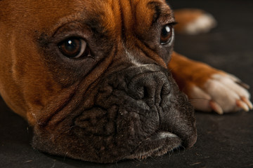 Boxer Hund vor schwarzem Hintergrund 