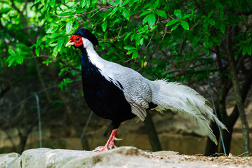 Asian Silver pheasant