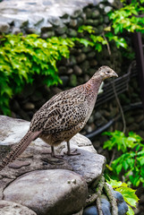 Grey female pheasant