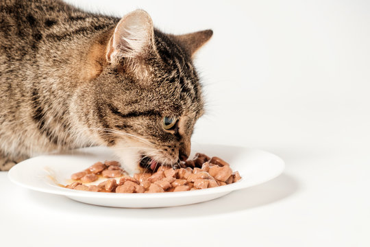 Gray tabby cat eating cat food from a bowl.