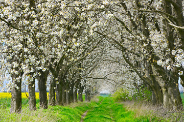 Allee aus Kirschbäumen in voller Blüte