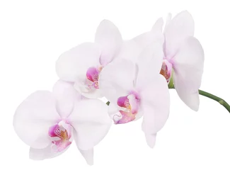 Papier Peint photo autocollant Orchidée branche isolée avec quatre fleurs d& 39 orchidées rose clair