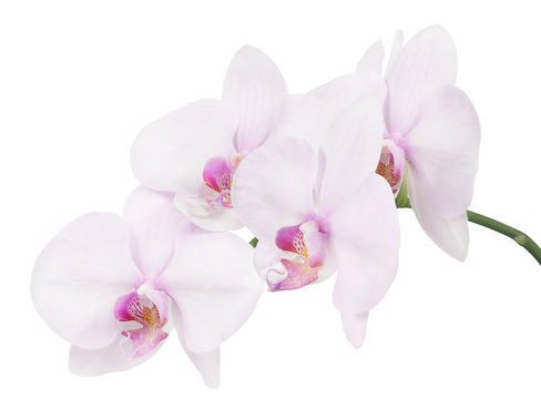isolated branch with four light pink orchid blooms