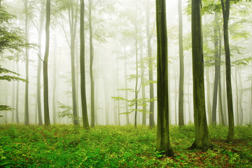 Naklejka premium Naturnaher Buchenwald, dichter Nebel