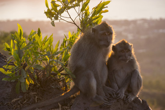 Affen Familie auf dem Mount Batur