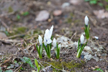 Sprouts of Crocus flowers in the spring Parliament covered with morning dew