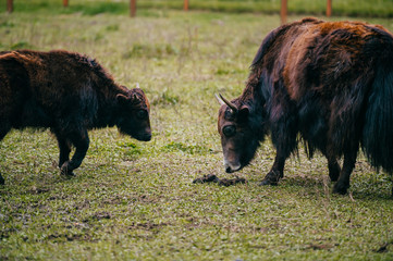 Mongolian yak mother and kid standing at pasture. Animal family outdoor. Hairy dangerous buffalo on ground. Highland cattle on farm. Bisons at nature. Domestic ox horns. Bull looking at camera.
