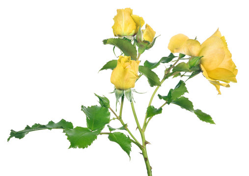 Fototapeta isolated bush rose flower with small yellow blooms