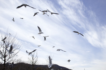 Flying seagulls in blue sky
