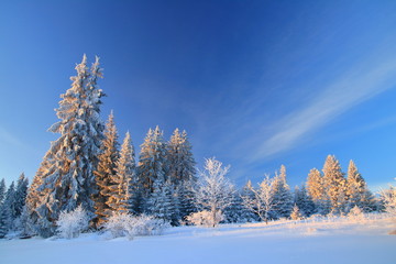 Winter landscape on mountain, frozen pine forest, Bosnia and Herzegovina