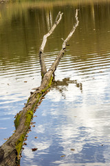Dead tree lies in the water