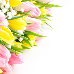 Bunch of pink tulip flowers on white background. Spring flowers.