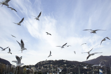Flying seagulls in blue sky