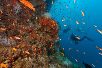 Naklejka na ściany i meble Group of scuba divers exploring coral reef