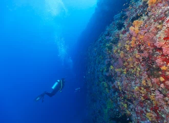 Gordijnen Young woman scuba diver exploring coral reef © Jag_cz