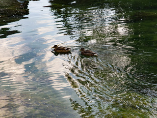 Nice ducks and fishes in river Pliva