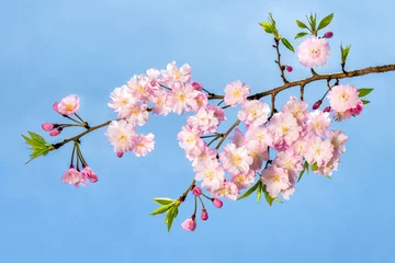 Crédence de cuisine en verre imprimé Fleur de cerisier Fleurs de cerisier roses au printemps contre un ciel bleu