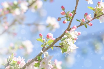 Frühlingsblüten